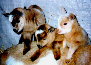 Cute Baby Goats